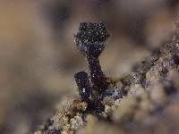 Attēlu rezultāti vaicājumam “Calicium adspersum”