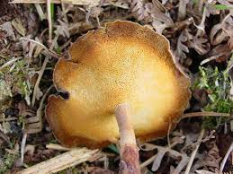 Attēlu rezultāti vaicājumam “Polyporus brumalis”