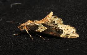 Attēlu rezultāti vaicājumam “Ecliptopera silaceata”