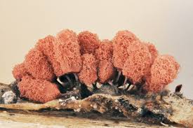 Attēlu rezultāti vaicājumam “Arcyria affinis stalked”