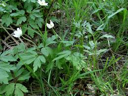 Attēlu rezultāti vaicājumam “Tranzschelia anemones”