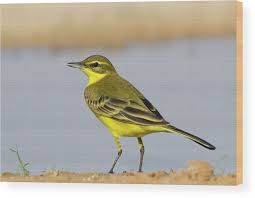 Attēlu rezultāti vaicājumam “Motacilla flava flava”