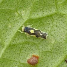 Attēlu rezultāti vaicājumam “Eupteryx vittata”