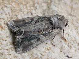 Attēlu rezultāti vaicājumam “Lacanobia suasa”