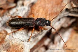 Attēlu rezultāti vaicājumam “Nothorhina punctata”