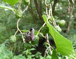 Attēlu rezultāti vaicājumam “Taphrina betulina”