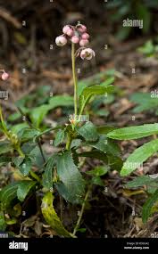 Attēlu rezultāti vaicājumam “Chimaphila umbellata flower”
