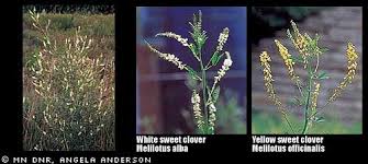 Attēlu rezultāti vaicājumam “Melilotus officinalis leaf”