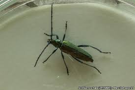 Attēlu rezultāti vaicājumam “Aromia moschata”