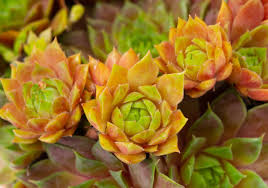 Image result for echtes Hauswurz