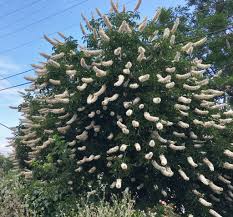 Attēlu rezultāti vaicājumam “Aesculus”