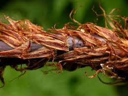 Attēlu rezultāti vaicājumam “Dryopteris expansa”