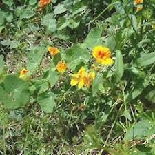 Attēlu rezultāti vaicājumam “Tropaeolum majus bud”
