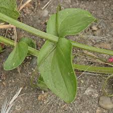 Attēlu rezultāti vaicājumam “Anagallis arvensis leaf”