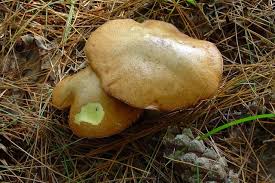 Attēlu rezultāti vaicājumam “Suillus granulatus”