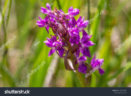 Attēlu rezultāti vaicājumam “Dactylorhiza russowii”