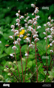 Attēlu rezultāti vaicājumam “Pyrola media”