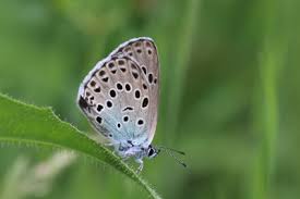 Attēlu rezultāti vaicājumam “Phengaris arion upperside”