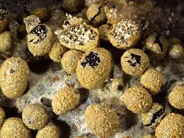 Attēlu rezultāti vaicājumam “Physarum, Nannengaella sp.”