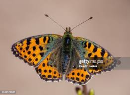 Attēlu rezultāti vaicājumam “Issoria lathonia”