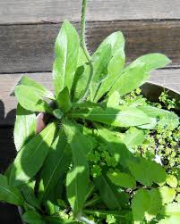 Attēlu rezultāti vaicājumam “Pilosella aurantiaca”