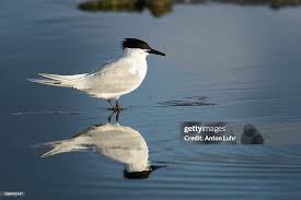Attēlu rezultāti vaicājumam “Sterna sandvicensis”