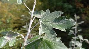 Attēlu rezultāti vaicājumam “Populus alba Nivea”