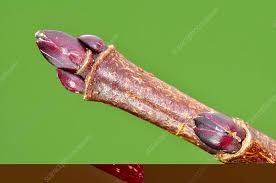 Attēlu rezultāti vaicājumam “Acer platanoides bud”