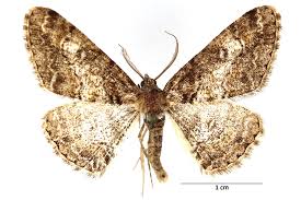 Attēlu rezultāti vaicājumam “Cleora cinctaria”