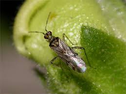 Attēlu rezultāti vaicājumam “Dicyphus nymph”