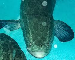 Image result for Channa argus