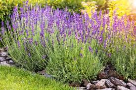 Attēlu rezultāti vaicājumam “Lavandula angustifolia”