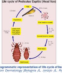 Attēlu rezultāti vaicājumam “Pediculus humanus capitis”