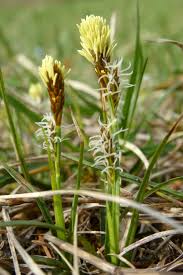 Attēlu rezultāti vaicājumam “Carex caryophyllea leaf”