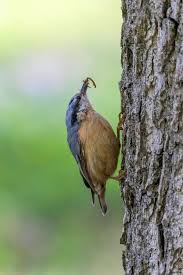 Attēlu rezultāti vaicājumam “Sitta europaea male”