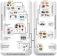 Attēlu rezultāti vaicājumam “Cribrariaceae”