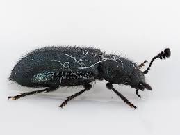 Attēlu rezultāti vaicājumam “Necrobia violacea”