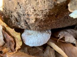 Attēlu rezultāti vaicājumam “Tyromyces chioneus”