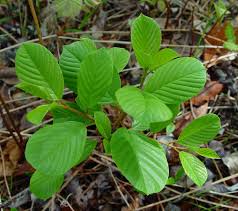 Attēlu rezultāti vaicājumam “Frangula alnus leaf”