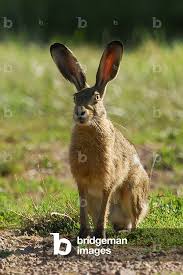 Attēlu rezultāti vaicājumam “Lepus europaeus”