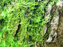 Attēlu rezultāti vaicājumam “Metzgeria violacea”