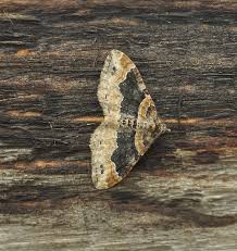 Attēlu rezultāti vaicājumam “Anacampsis blatariella”