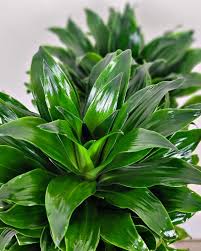 Attēlu rezultāti vaicājumam “Conardia compacta”