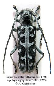 Attēlu rezultāti vaicājumam “Saperda scalaris”