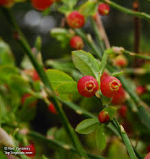 Attēlu rezultāti vaicājumam “Vaccinium myrtillus fruit”