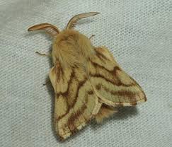 Attēlu rezultāti vaicājumam “Malacosoma castrensis male”