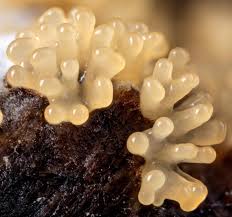 Attēlu rezultāti vaicājumam “Ceratiomyxa fruticulosa spores”