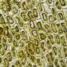 Attēlu rezultāti vaicājumam “Scapania undulata”