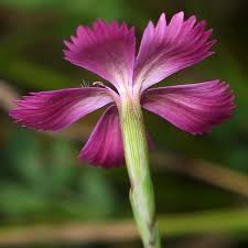 Attēlu rezultāti vaicājumam “Dianthus deltoides”