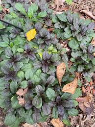 Attēlu rezultāti vaicājumam “Ajuga reptans leaf”